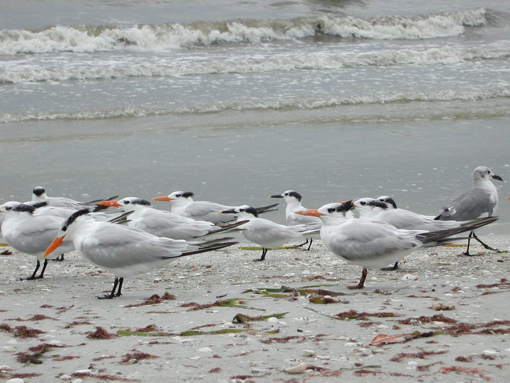 Audience demands Magpie replay at International Semantic Web Conference