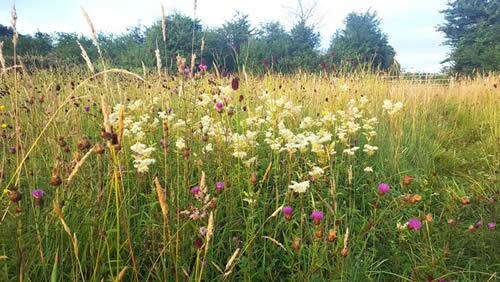 A vibrant field of wildflowers blooming amidst lush green grass under a clear blue sky.