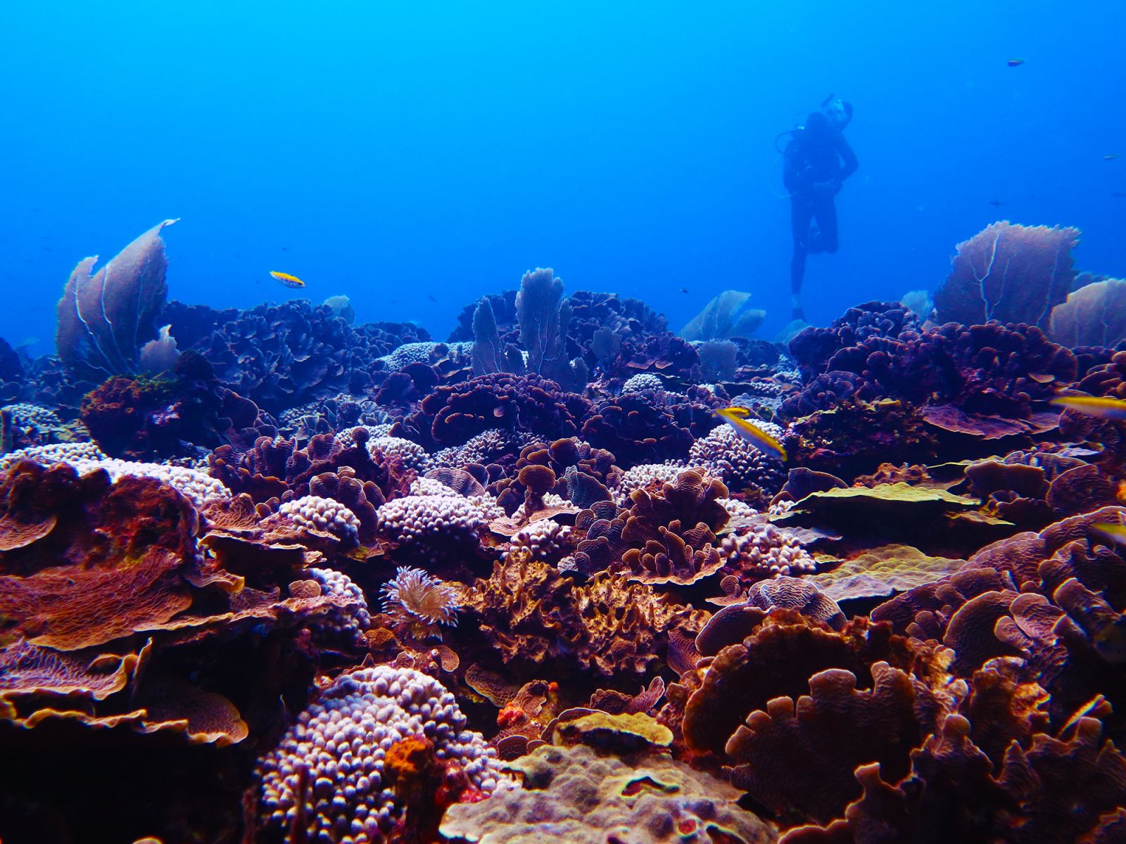 Feature image A diver stands on a vibrant coral reef, surrounded by a diverse array of colorful corals and marine life.